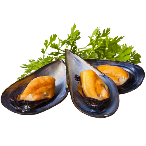 Cozze di Olbia Cozze fresche ingrosso dettaglio olbia