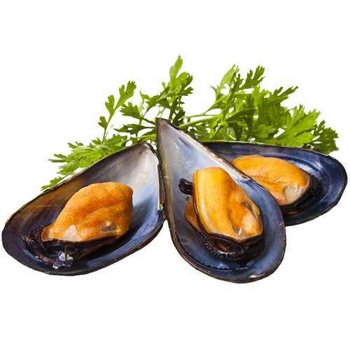 Olbia mussels Fresh mussels wholesale retail olbia