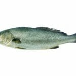 ombrina olbia varpesca
