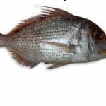 pesce fresco olbia