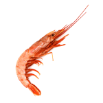 Gamberi Argentini l2