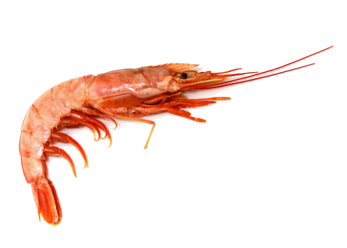 Gamberi Argentini l2