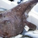 coda-rana-pescatrice