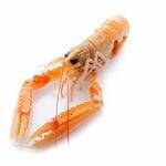 Scampi Freschi